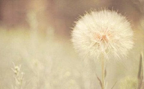 �׶�԰�а����ֽ̰����ѹ�Ӣ��