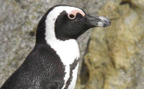 ��������ռǡ��ۺ��14ƪ