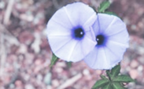 ǣţ��������