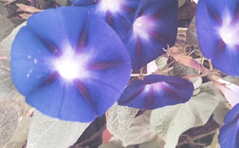 ����ѡ��ǣţ������4ƪ