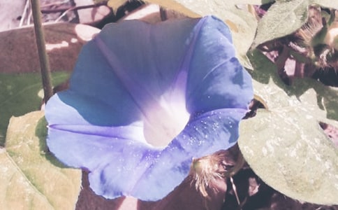 ǣţ��������9ƪ