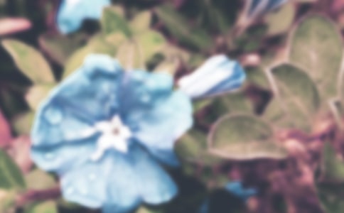 ǣţ��Сѧ����