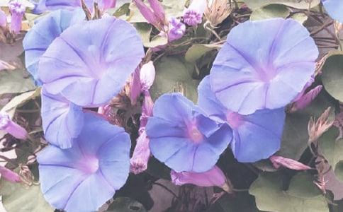 ǣţ����������ʾ����