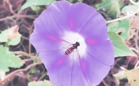 ��дǣţ��ʢ���ľ���