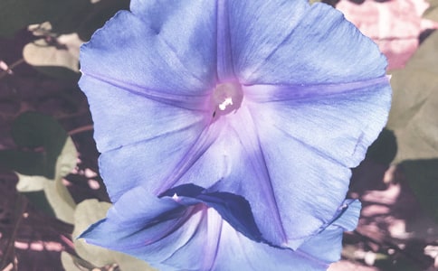 ��ǣţ����������