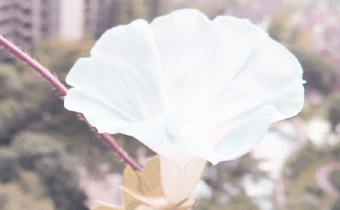 ��ѡǣţ����������ƪ