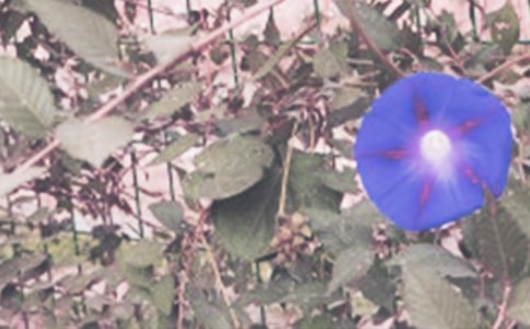 ϲ��ǣţ����������ƪ