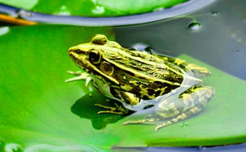 �������﹡�����������̰�