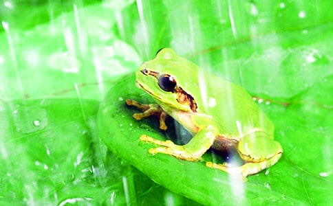 �а������̰���С����׽����