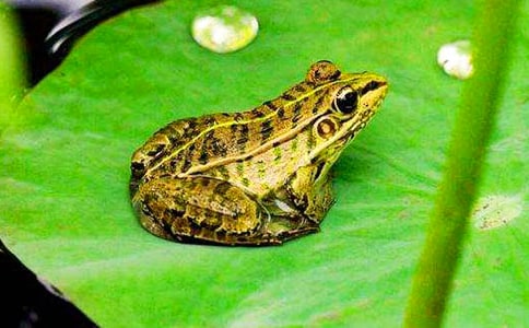 �����̰���С����׽��