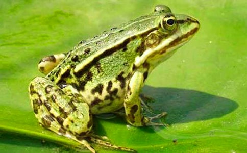 С����׽��