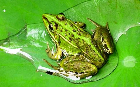 ��������̰���С�����Ҽҡ�����˼