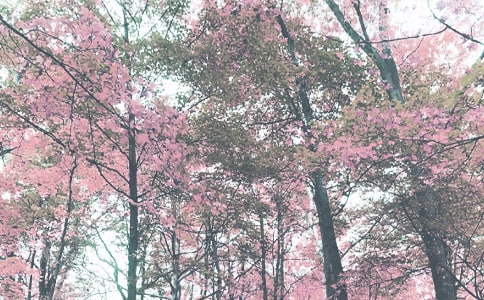 �＾�༶�����ܽ�