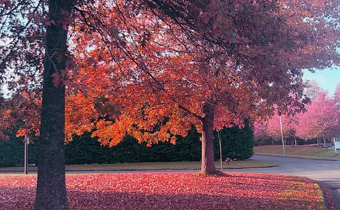 ����ѡ��������������