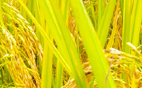 ����Сѧ������300��4ƪ