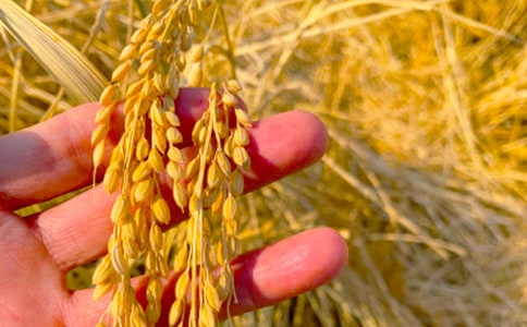 ���յ�ϲ������