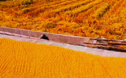 ������������Сѧ������300����ƪ