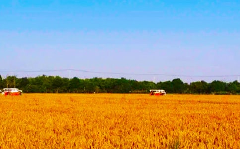 ��������Сѧ������300��4ƪ