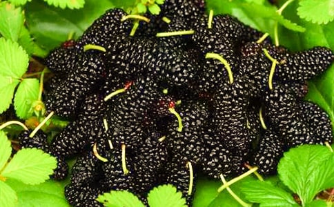 ���Ƽ���ժɣ������13ƪ