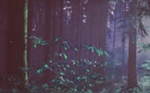 ��ɭ�ֹ�԰����