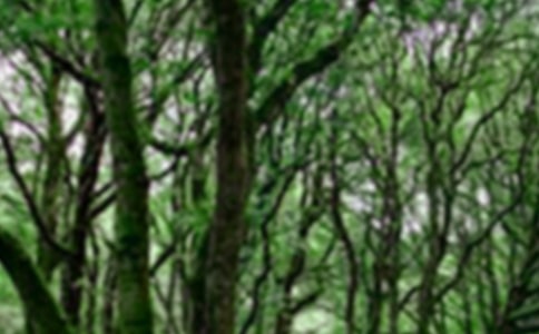 ɭ�ַ������㹤���㱨��ͨ��19ƪ��