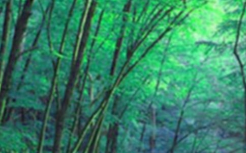 ɽ��Сѧɭ�ַ���̰�