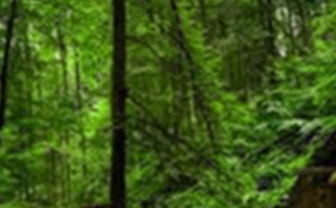 2005���ɭ�ַ������ܽ�