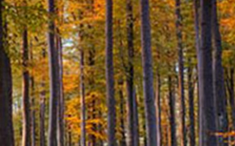 ɭ�ֹ�԰����