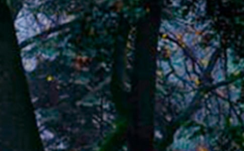 ����ɭ�ַ���������㱨���ϣ���ѡ31ƪ��