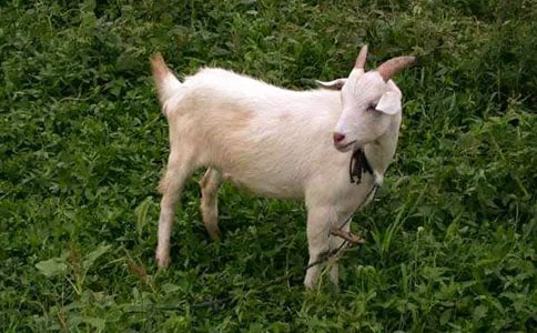 ��ɽ������