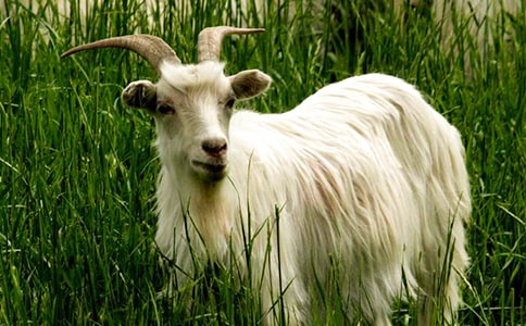 �ñ�ʽѵ���̡�Сɽ��