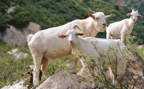 ��ֻɽ������