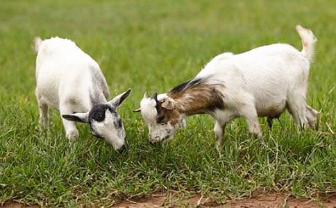 Сɽ��Ľ̰�����ѡ11ƪ��