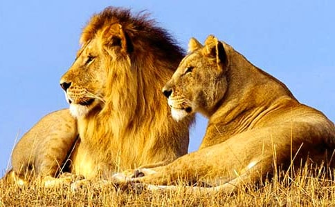 22����Сʨ�Ӱ���ɯ���Ľ�ѧ����