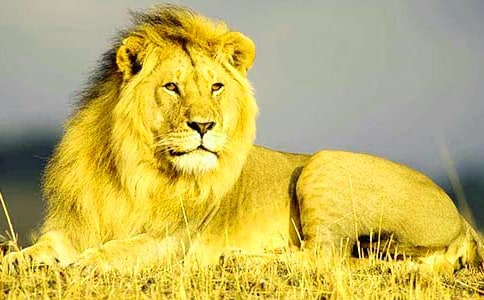 ��ʨ�ӡ���������̰�