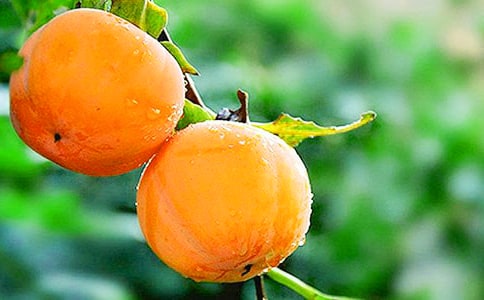 �Ұ����������Сѧ�����ģ���ѡ3ƪ��