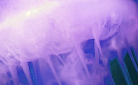 ��дˮĸ��������