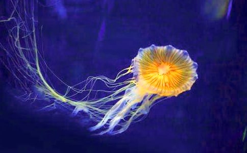 ��дˮĸ������