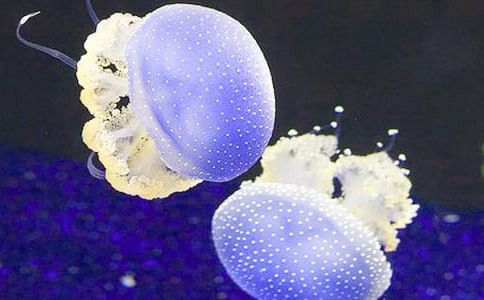 ����ˮĸ����