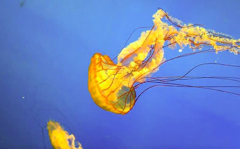 ��ˮĸչ����