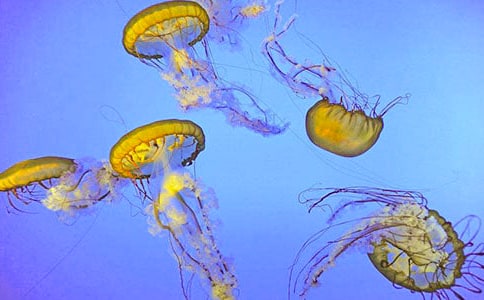 ����ˮĸ������