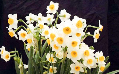 ˮ�ɻ��۲��ռ� 15ƪ