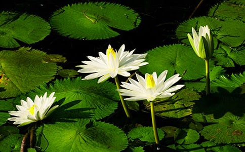 ˯��Сѧ������