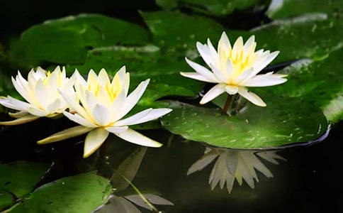 ˮ�ۻ�˯���а������̰�