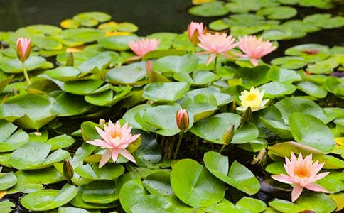 ˯��������