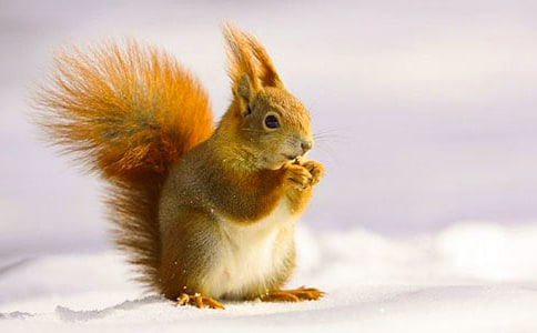 ����Ĺ�������