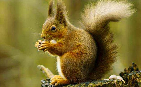 �������ռǡ�