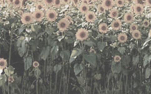 �����š�̫��������4ƪ