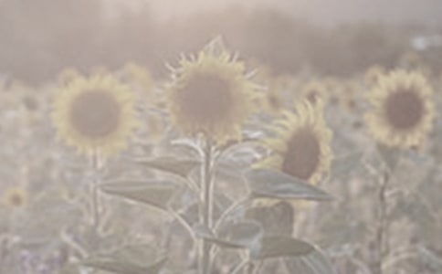 ������̫��������