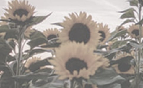 ̫������������